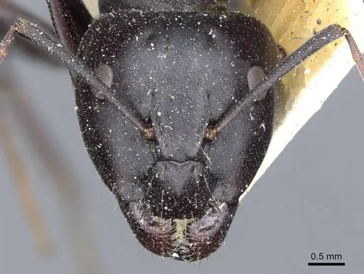 Camponotus feae - CASENT0905357