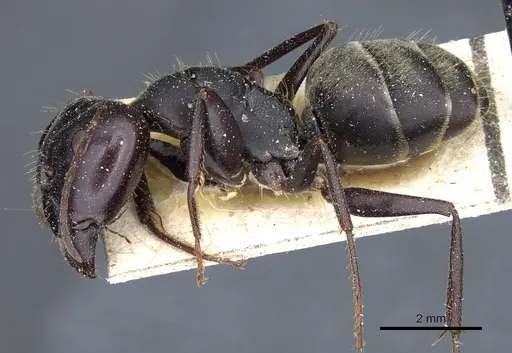 Camponotus feae - CASENT0905357