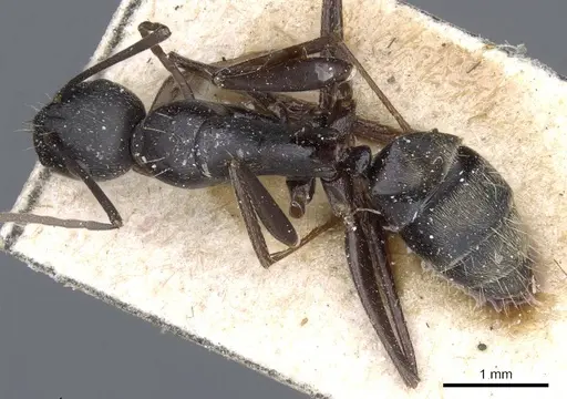 Camponotus feae - CASENT0905358