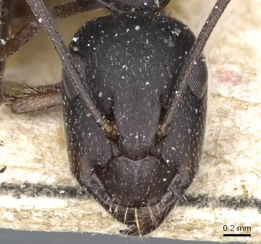 Camponotus feae - CASENT0905358