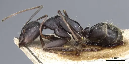 Camponotus feae - CASENT0905358