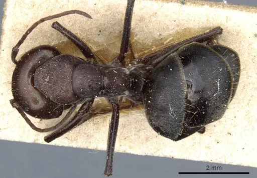 Camponotus feae - CASENT0905359