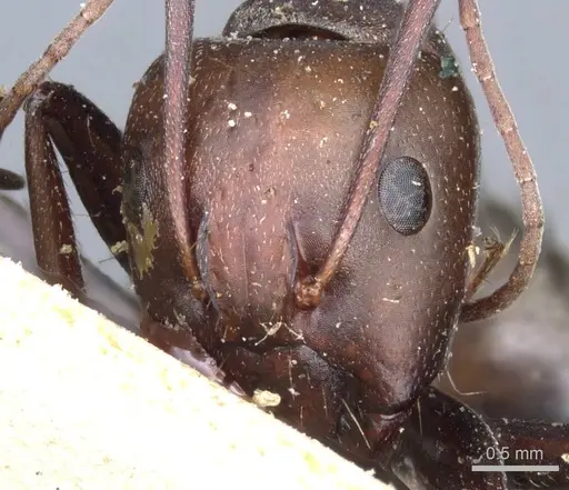 Camponotus feae - CASENT0905359