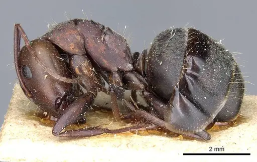 Camponotus feae - CASENT0905359