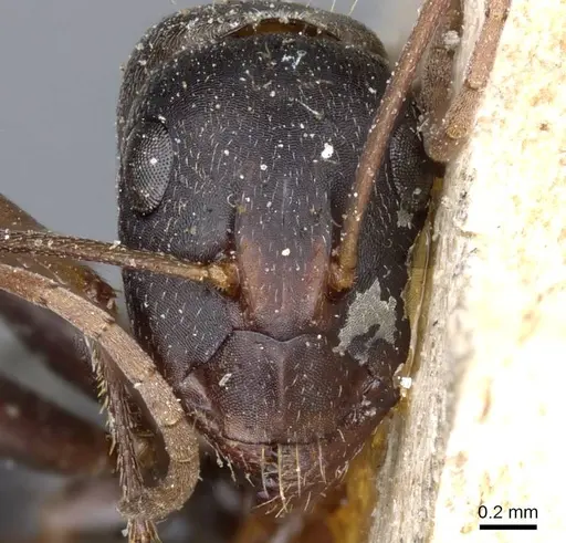 Camponotus feae - CASENT0905360