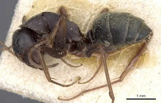 Camponotus feae - CASENT0905360