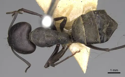 Camponotus feae - CASENT0906956