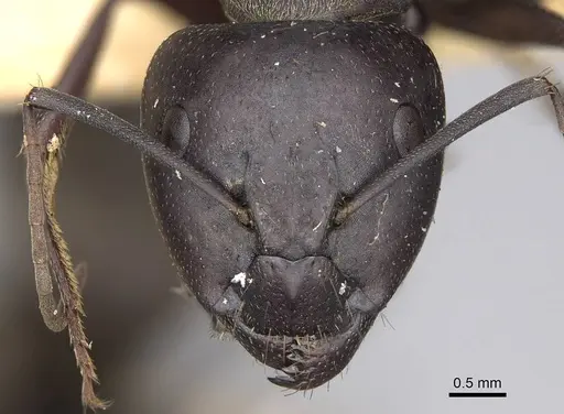 Camponotus feae - CASENT0906956