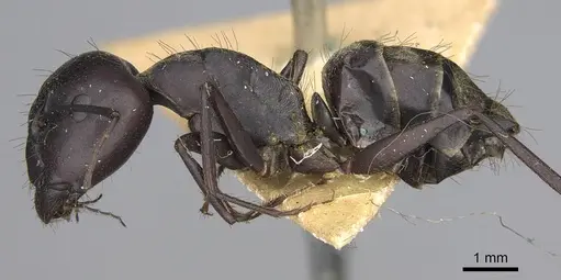 Camponotus feae - CASENT0906956