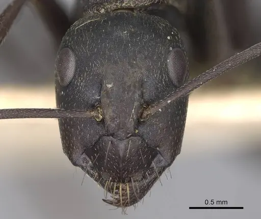 Camponotus feae - CASENT0906957