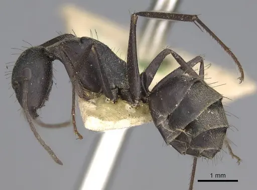 Camponotus feae - CASENT0906957