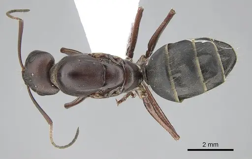 Camponotus feae - CASENT0914818