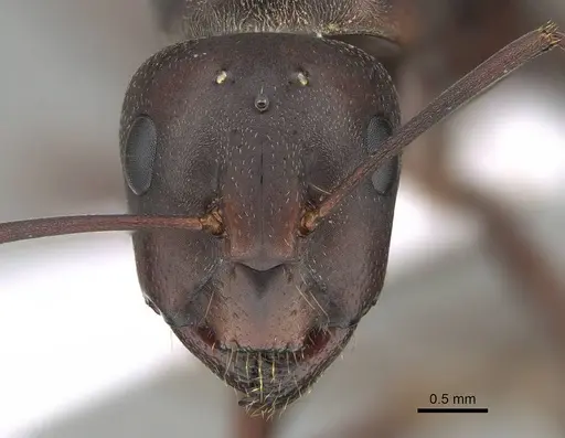 Camponotus feae - CASENT0914818