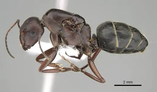 Camponotus feae - CASENT0914818