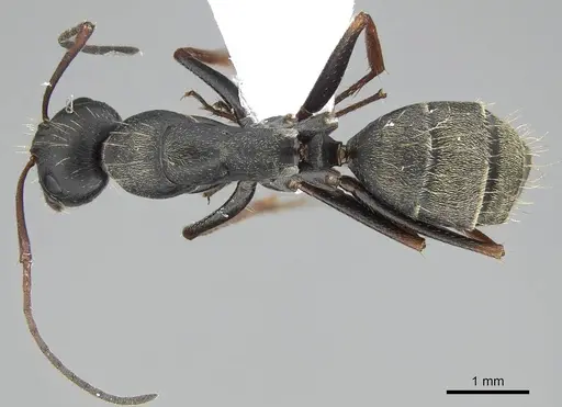 Camponotus feae - CASENT0914819