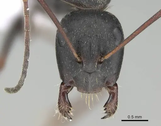 Camponotus feae - CASENT0914819