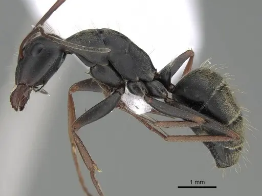 Camponotus feae - CASENT0914819