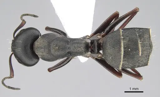 Camponotus feae - CASENT0914820
