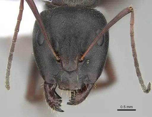 Camponotus feae - CASENT0914820