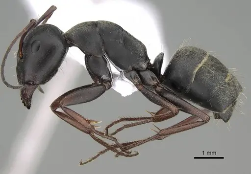 Camponotus feae - CASENT0914820