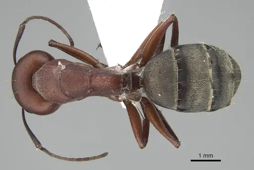 Camponotus feae - CASENT0914821