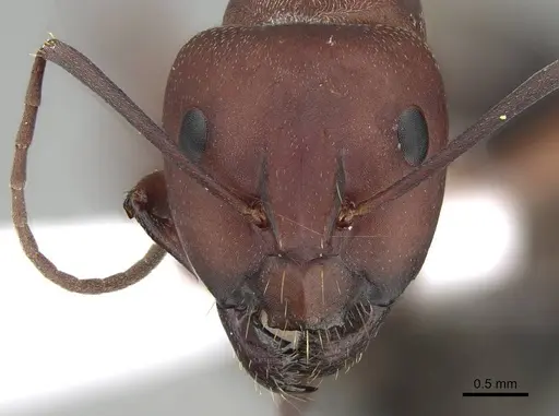 Camponotus feae - CASENT0914821