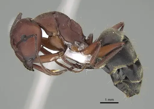 Camponotus feae - CASENT0914821