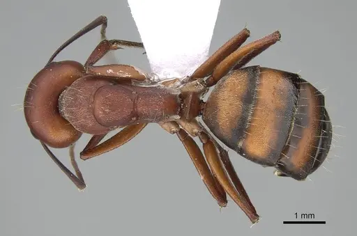 Camponotus feae - CASENT0914822
