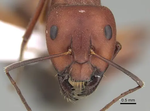 Camponotus feae - CASENT0914822
