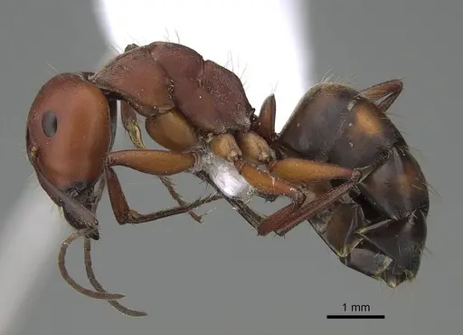 Camponotus feae - CASENT0914822