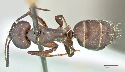Camponotus feae - FOCOL2481