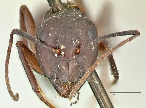 Camponotus feae - FOCOL2481