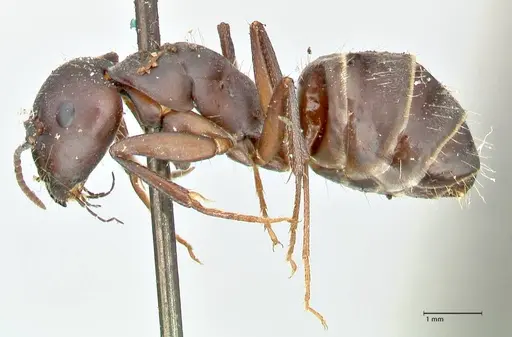 Camponotus feae - FOCOL2481