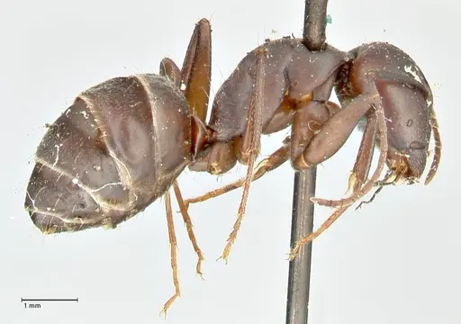 Camponotus feae - FOCOL2481