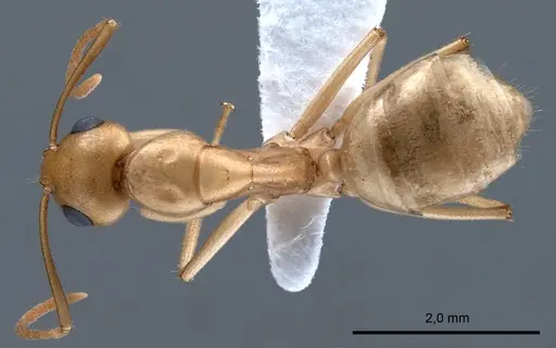 Camponotus fedtschenkoi specimen