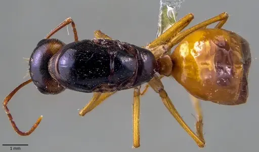 Camponotus fedtschenkoi - ANTWEB1041864