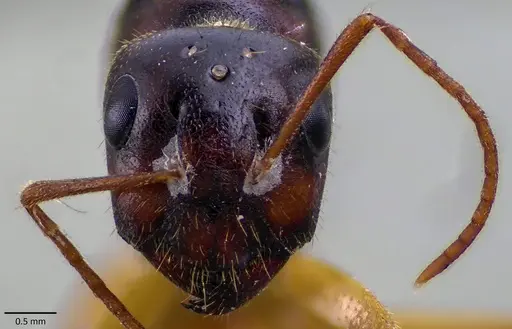 Camponotus fedtschenkoi - ANTWEB1041864