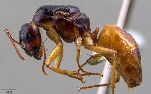 Camponotus fedtschenkoi - ANTWEB1041864