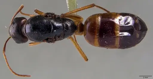 Camponotus fedtschenkoi - ANTWEB1060027