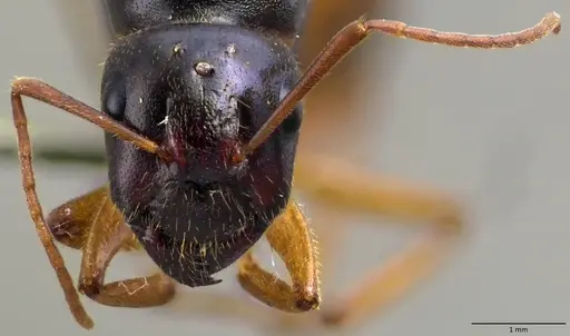 Camponotus fedtschenkoi - ANTWEB1060027