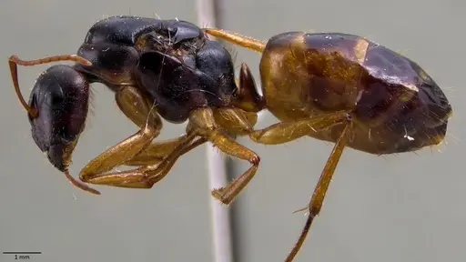 Camponotus fedtschenkoi - ANTWEB1060027