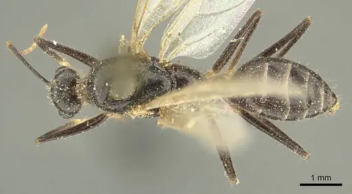 Camponotus fedtschenkoi - CASENT0915677