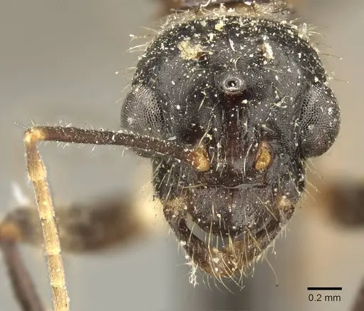 Camponotus fedtschenkoi - CASENT0915677