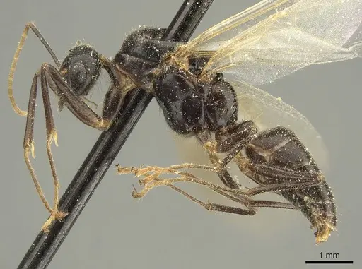 Camponotus fedtschenkoi - CASENT0915677