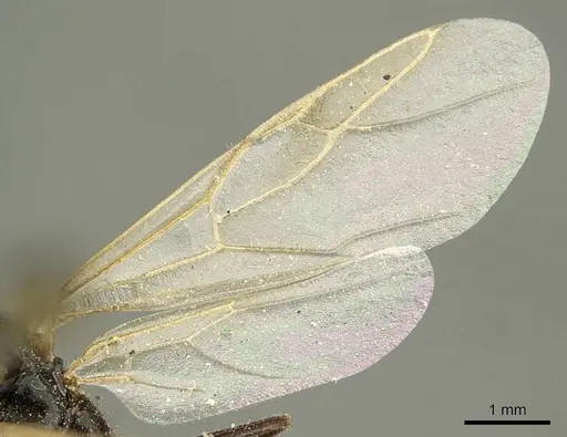 Camponotus fedtschenkoi - CASENT0915677