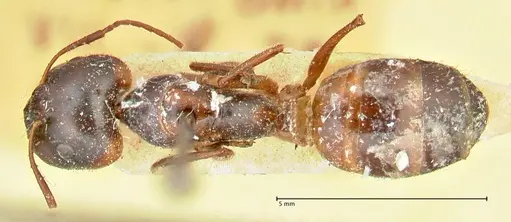 Camponotus fedtschenkoi - FOCOL2411