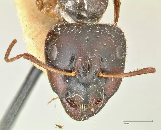 Camponotus fedtschenkoi - FOCOL2411