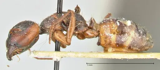 Camponotus fedtschenkoi - FOCOL2411