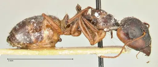 Camponotus fedtschenkoi - FOCOL2411