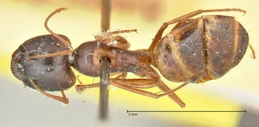 Camponotus fedtschenkoi - FOCOL2412